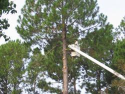 geddie tree service