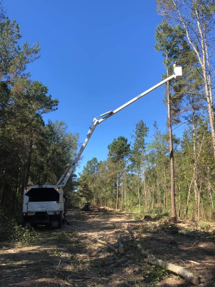 geddie tree service