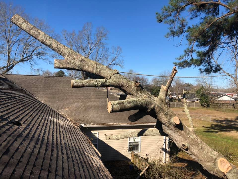 Geddie Tree Services